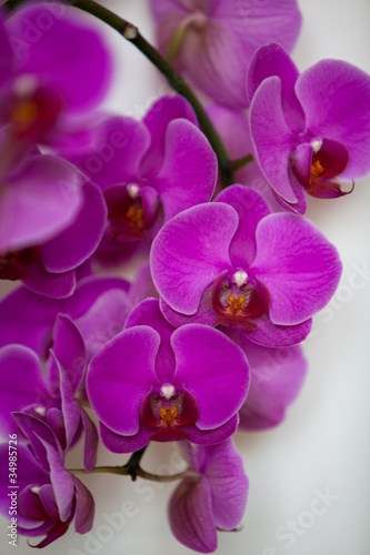 Tapeta ścienna Orchidee w kolorze fioletowym