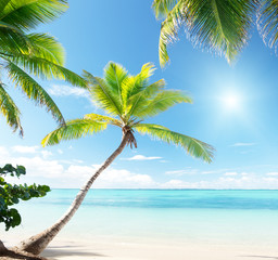 Fotobehang - palms on Caribbean beach