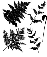 Poster - set of fern silhouettes isolated on white