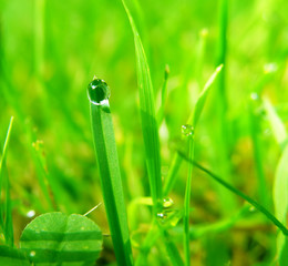 Poster - water drop on leaf