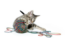 Cute Tabby Kitten With Ball Of Yarn On White