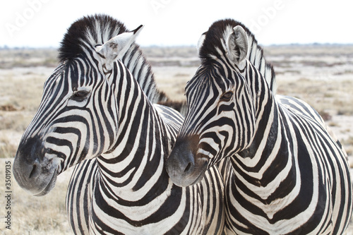 Obraz na płótnie canvas Dwa zebry stepowe, equus quagga