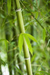 © PBNJ Productions/Blend Images - Growing green bamboo