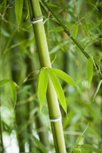Growing Green Bamboo