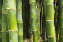 Growing Green Bamboo
