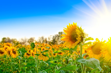 Wall Mural - sunflowers