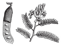 Tamarind (Tamarindus Indica), Vintage Engraving.