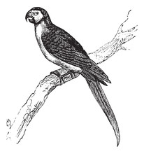 The Blue-and-Yellow Macaw Or Ara Ararauna Vintage Engraving.