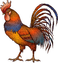 Color Cock