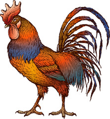 color cock