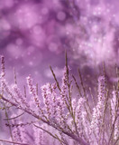 Fototapeta Kwiaty - delicate pink flowers spring