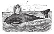 Bowhead Whale vintage engraving