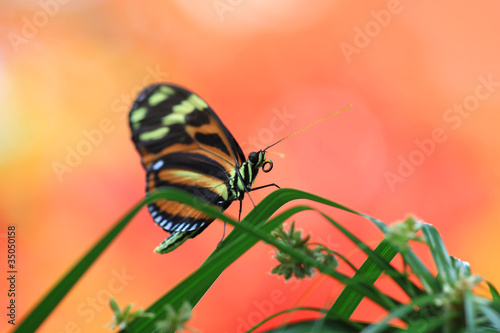 Tapeta ścienna Motyl monarchy