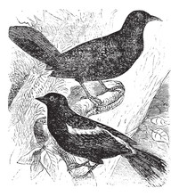 Bobolink Or Dolichonyx Oryzivorus, Two, Birds, Vintage Engraving