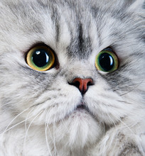 Persian Cat Portrait