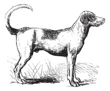 Foxhound Vintage Engraving