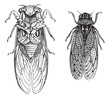 Cicada or Cicadidae or Tettigarctidae vintage engraving