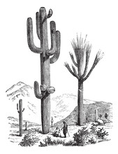 Saguaro Or Carnegiea Gigantea Vintage Engraving