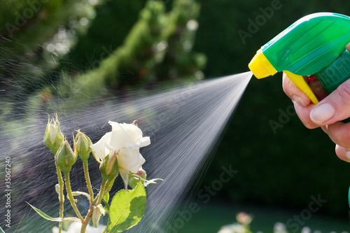Schadlingsbekampfung Rosen Im Garten Buy This Stock Photo And