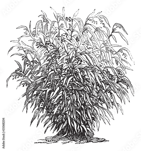 Fotografie, Obraz Job's Tears or Coixseed or Tear Grass or adlay or adlai or Coix