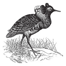 Ruff Or Philomachus Pugnax Vintage Engraving