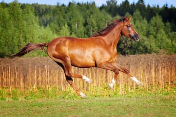 Wall Mural - chestnut free horse runs