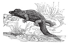 Nile Crocodile Or Crocodylus Niloticus Vintage Engraving