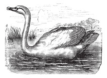Mute Swan Or Cygnus Olor, Vintage Engraving