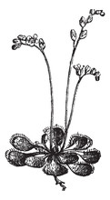 Sundew Or Round-leaved Sundew Or Drosera Rotundifolia, Vintage E