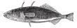 Three-spined Stickleback or Gasterosteus aculeatus, vintage engr