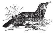 Eastern Meadowlark Or Sturnella Magna, Vintage Engraving