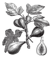 Common Fig Or Ficus Carica, Vintage Engraving