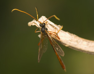 Poster - Ichneumonidae