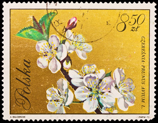 Poland - CIRCA 1972:A.Balcerzak, Czeresnia Prunus Avium L.