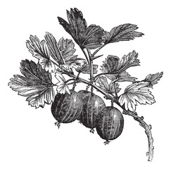 Canvas Print - Gooseberry (Ribes grossularia) vintage engraving