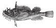Common sea raven (Hemitripterus acadianus) vintage engraving