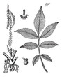 Leaf, base, stem and flower of hickory vintage engraving