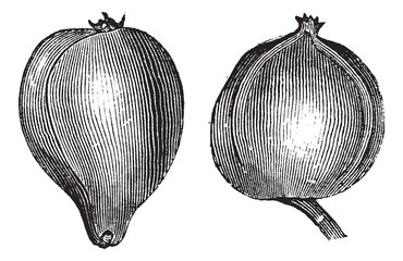 1- Pignut hickory 2. Bitternut hickory vintage engraving