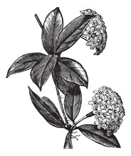 Hoya Carnosa Or Wax Plant Vintage Engraving
