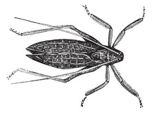 Katydide (Cyrtophyllus Concavus) Or Long-horned Grasshopper Vint