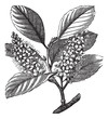 cherry laurel (Prunus laurocerasus) or Cherry laurel vintage eng