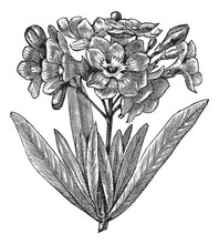 Common Oleander (Nerium Oleander), Vintage Engraving