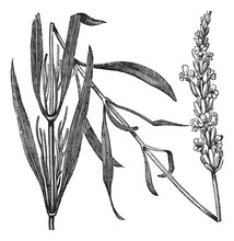 Common Lavender Or Lavandula Angustifolia, Vintage Engraving
