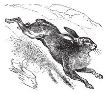 Mountain Hare (Lepus Timidus) Or Blue Hare Vintage Engraving