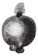 Giant Puffball Or Calvatia Gigantea Vintage Engraving