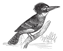 Belted Kingfisher Or Megaceryle Alcyon Vintage Engraving