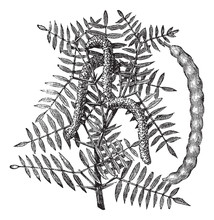 Mesquite (Prosopis Glandulosa) Or Honey Mesquite, Vintage Engrav