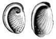 Haliotis tuberculatus, Haliotis Dubria, vintage engraving