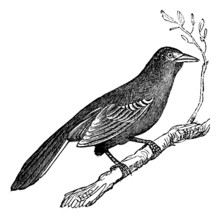 Mockingbird (Mimus Polyglottus), Vintage Engraving
