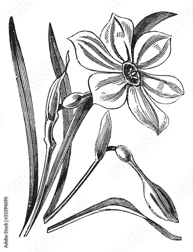 Naklejka na szybę Poet's Daffodil or Narcissus poeticus, vintage engraved illustra